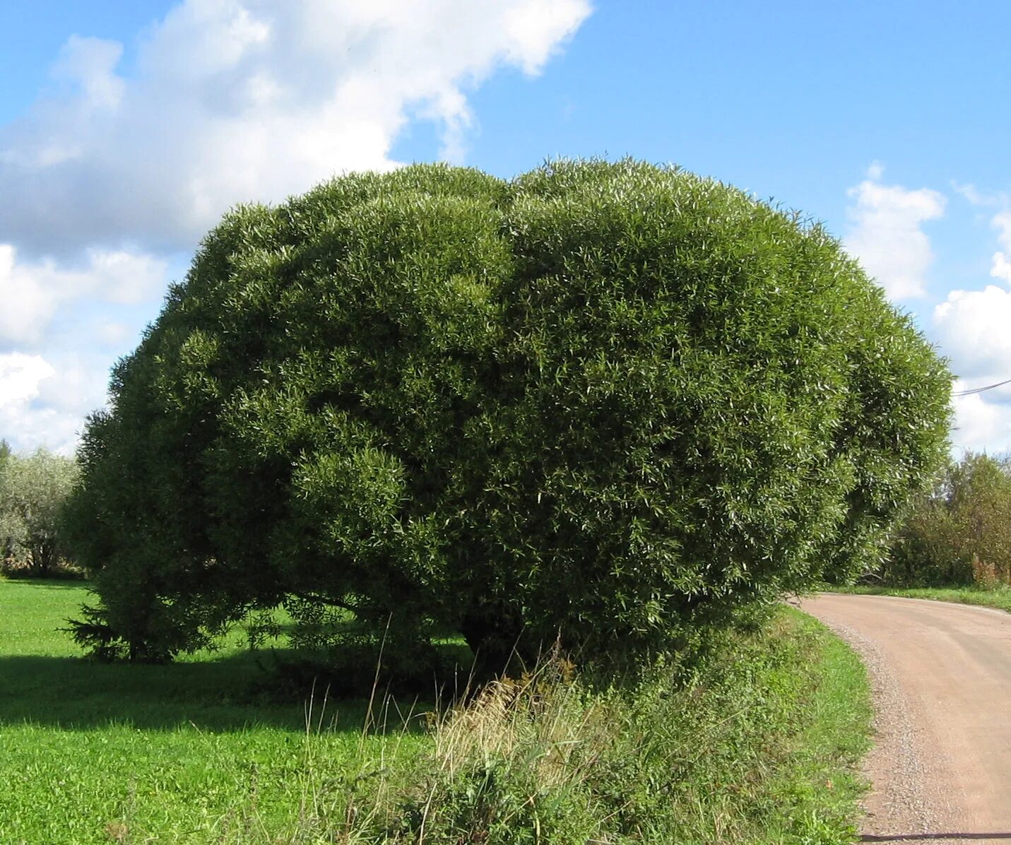 Дерево округлой формы. Ива ломкая (шаровидная) Salix fragilis. Ива ломкая bullata. Ива ломкая шаровидная (Ракита). Ива ломкая "Буллата" Salix fragilis 'bullata'.