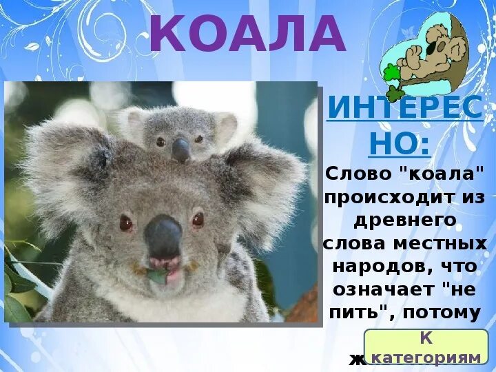 Что означает коала