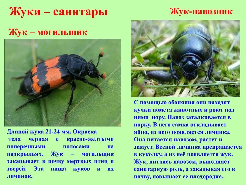 Nicrophorus vespilloides Herbst, 1783 - автор фото С.И.Рубан