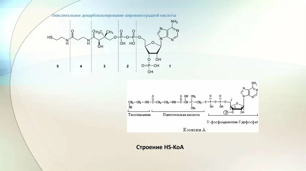 Окислительное декарбоксилирование кетокислот. Пировиноградная кислота nabh4. Окислительное декарбоксилирование ПВК. Пировиноградная кислота с socl2.