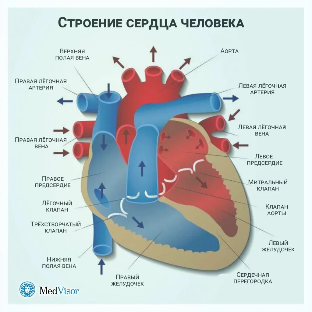 Название крови в правой части сердца. Сердце человека схема. Строение сердца человека. Строение сердца схема подробно. Схема структуры строения сердца.