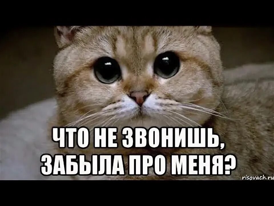 Мне плохо я домой хочу мем как жэ хочется увидеть тебя :* обнять и не отпускать . . мне так плохо без тебя
