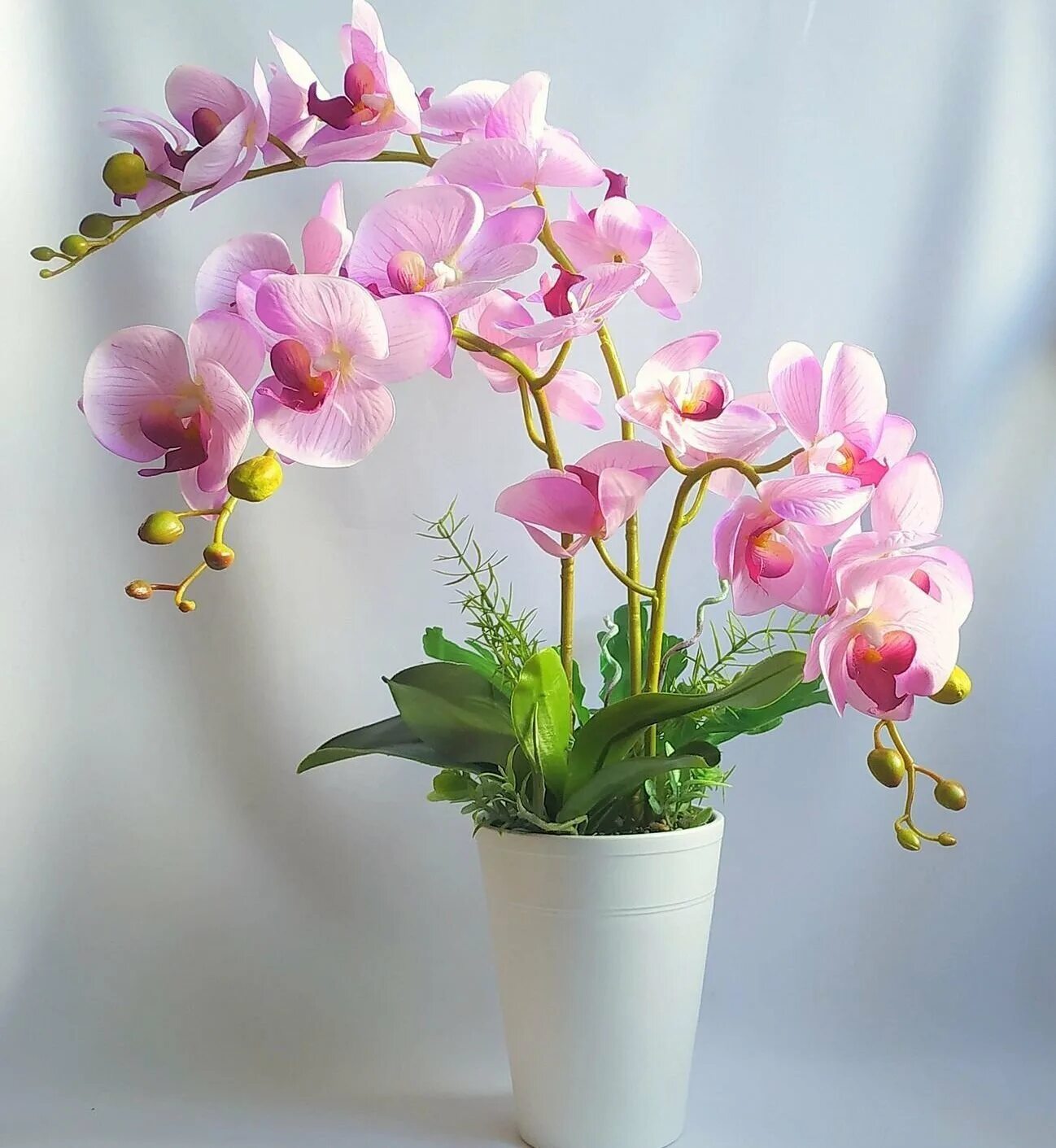 Орхидея ambiance Phalaenopsis. Фаленопсис Жемчужина императора. Фаленопсис Андреа.