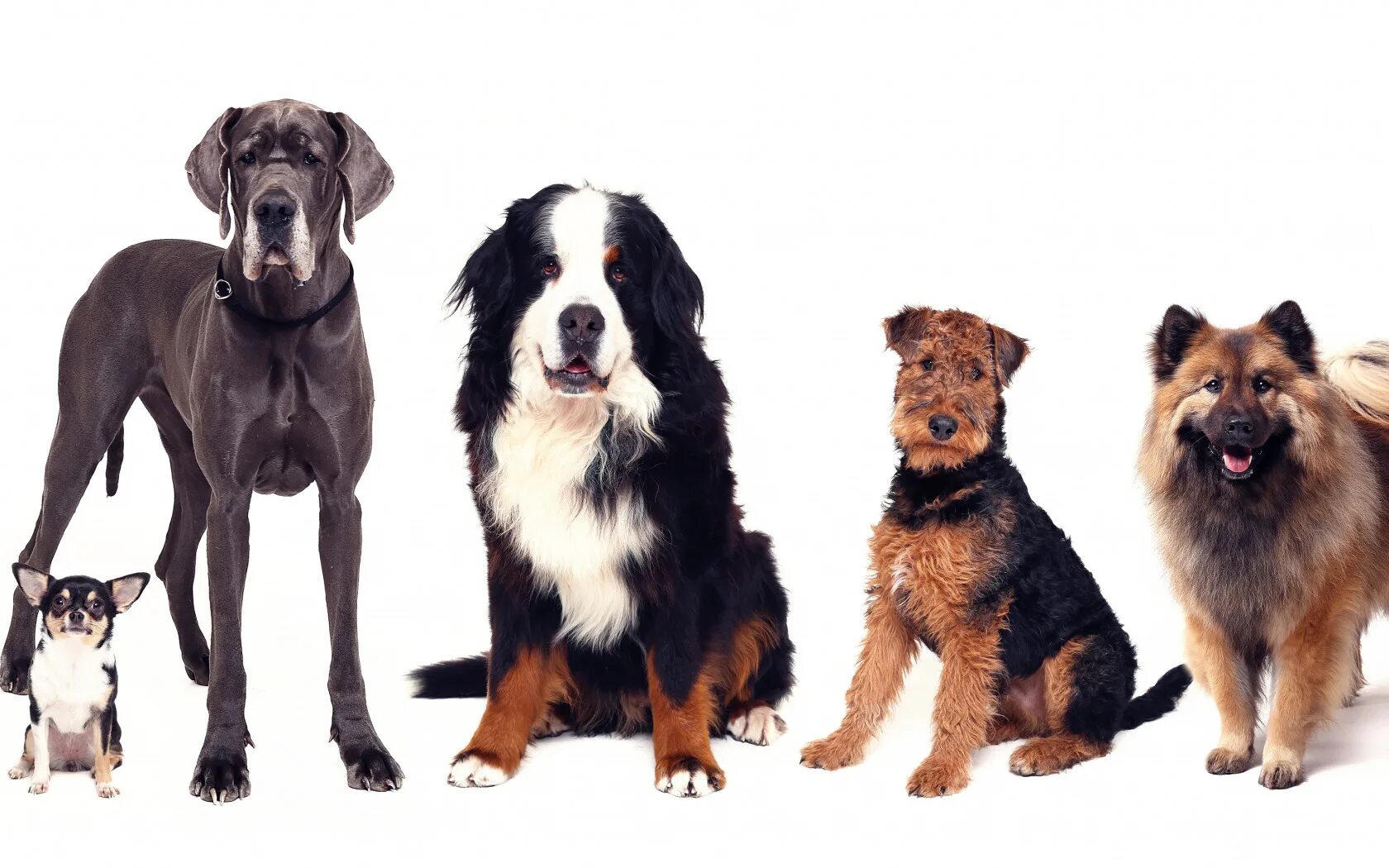 Разные собаки. Разные породы собак. Разные собаки разных пород. Фото собак разных пород. Купить собак разных
