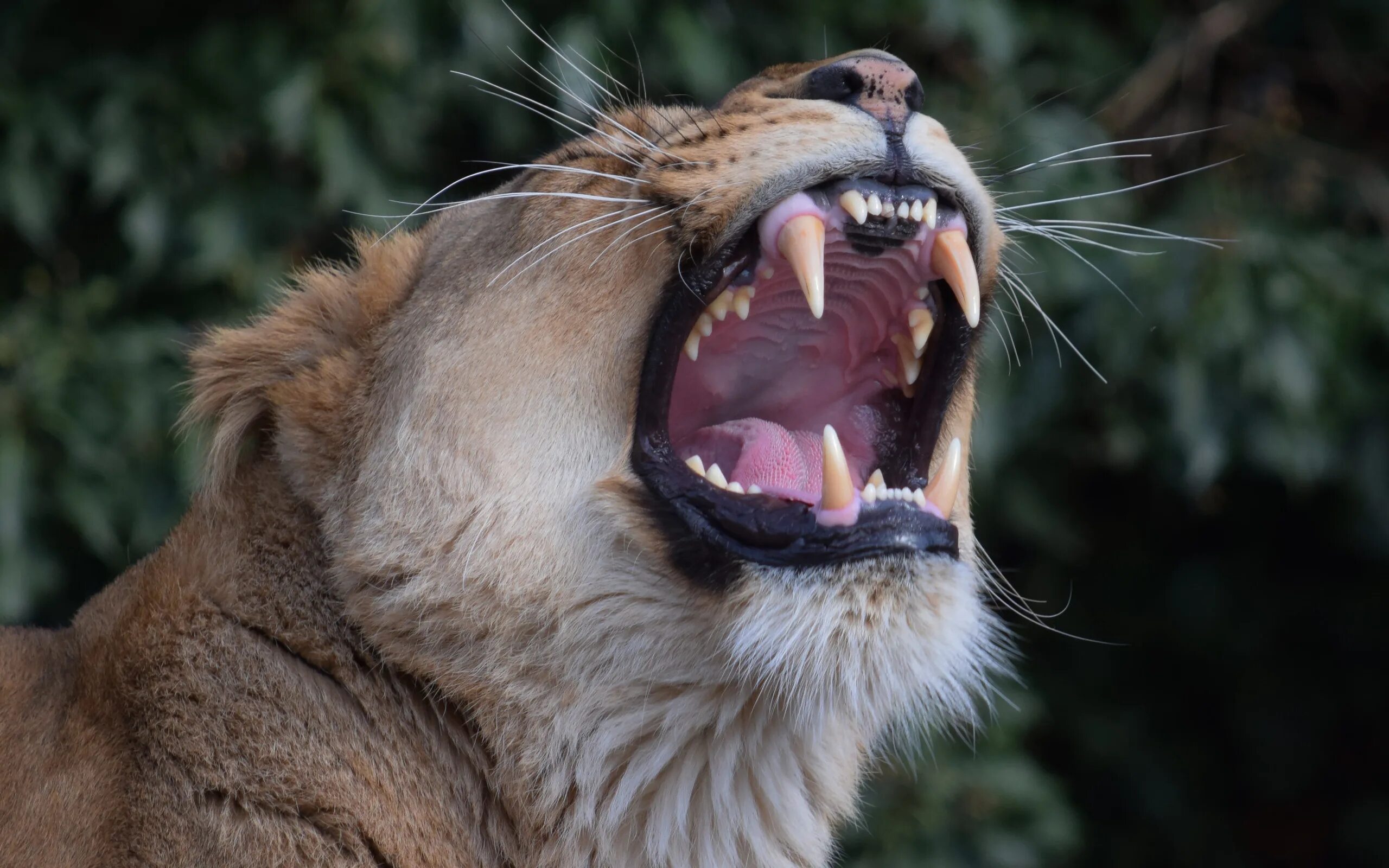 Клыки используются для у млекопитающих. Клыки хищных животных. Пасть Льва.