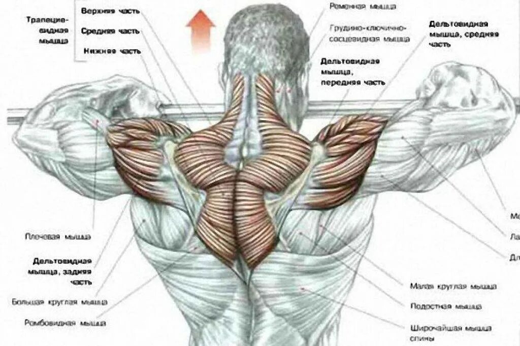 Упражнения на средний пучок. Задняя Дельта анатомия и упражнения. Трапециевидная мышца , тренировка турник. Подтягивания на дельтовидные мышцы. Подтягивания анатомия.
