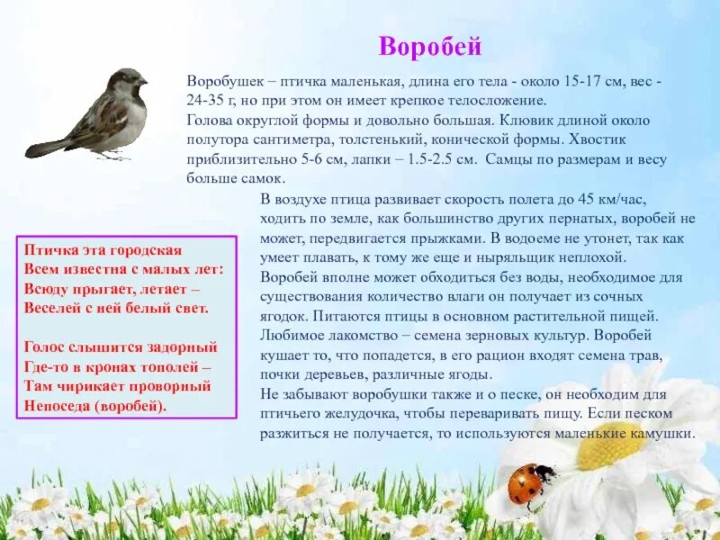 Рассказ про воробья. Рассказ о Воробье 3 класс. Воробей для детей. Описание воробья для детей дошкольного возраста. Воробей воробьи 2 класс русский язык