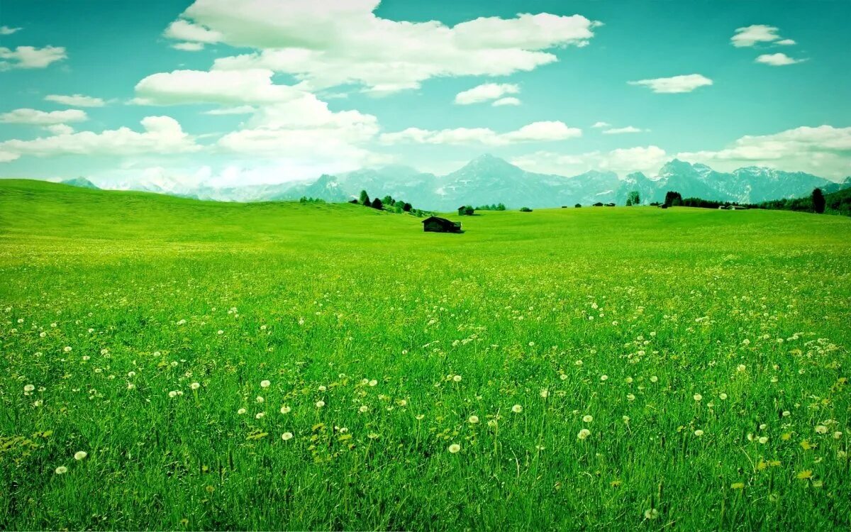 Зеленый луг купить. Зеленое поле. Зеленые Луга. Природа поле. Поляна луг.