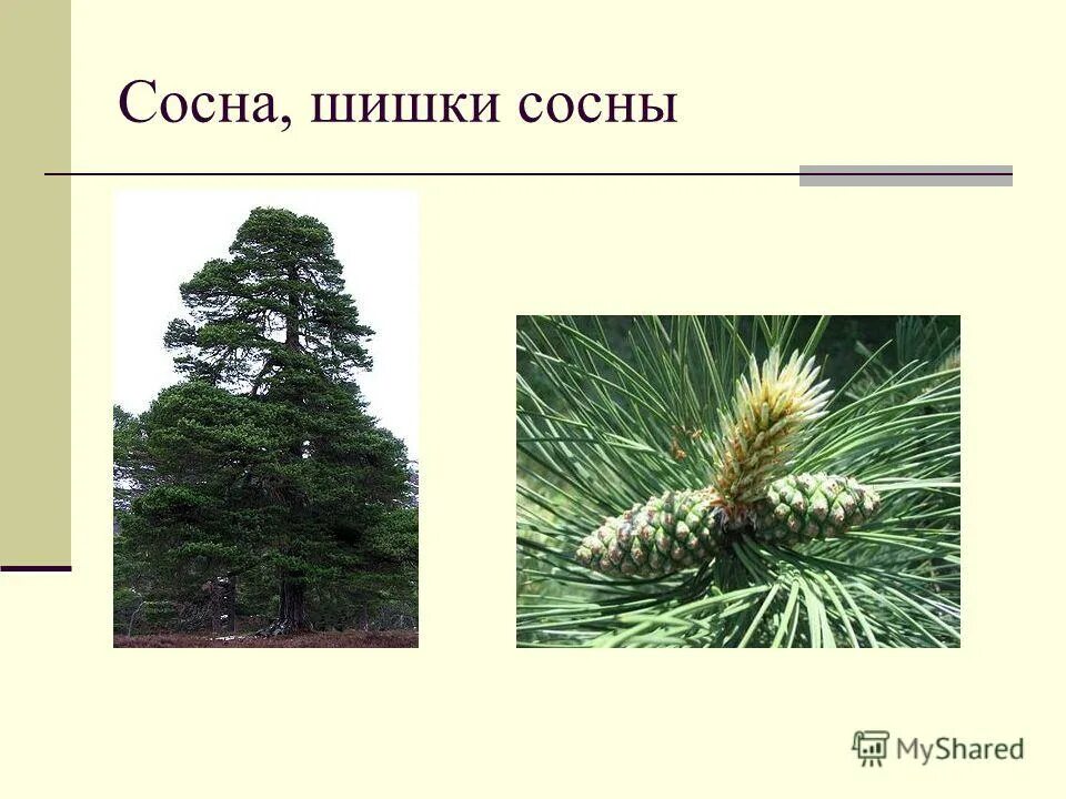 Шишка сосна окружающий мир 4 класс. Плотность шишек ели и сосны. Размер шишек у сосны. Форма чешуек шишки лиственницы. Плотность шишек ели и сосны.