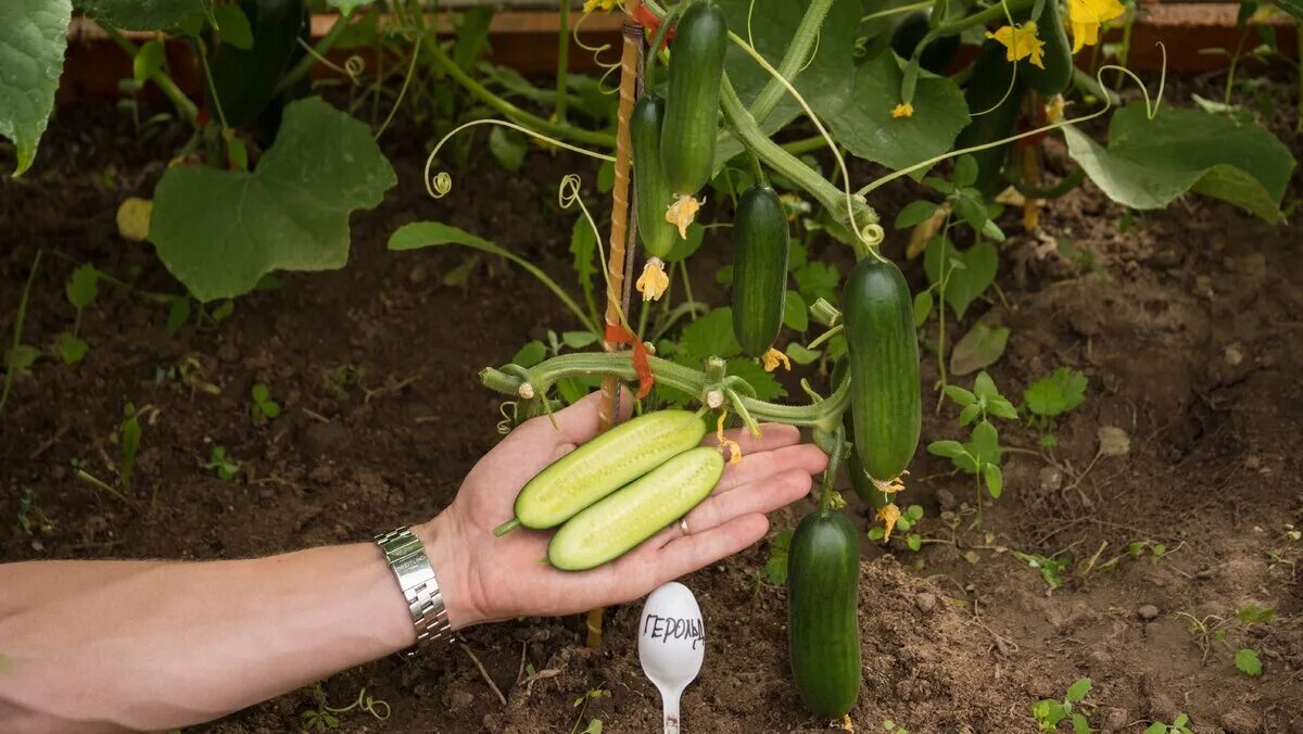 Лучшие сорта огурцов сортовые. Огурец буян f1 описание. Семена огурцов пучковые самоопыляемые. Названия лучших сортов огурцов. Сорта огурцов самоопыляемые.