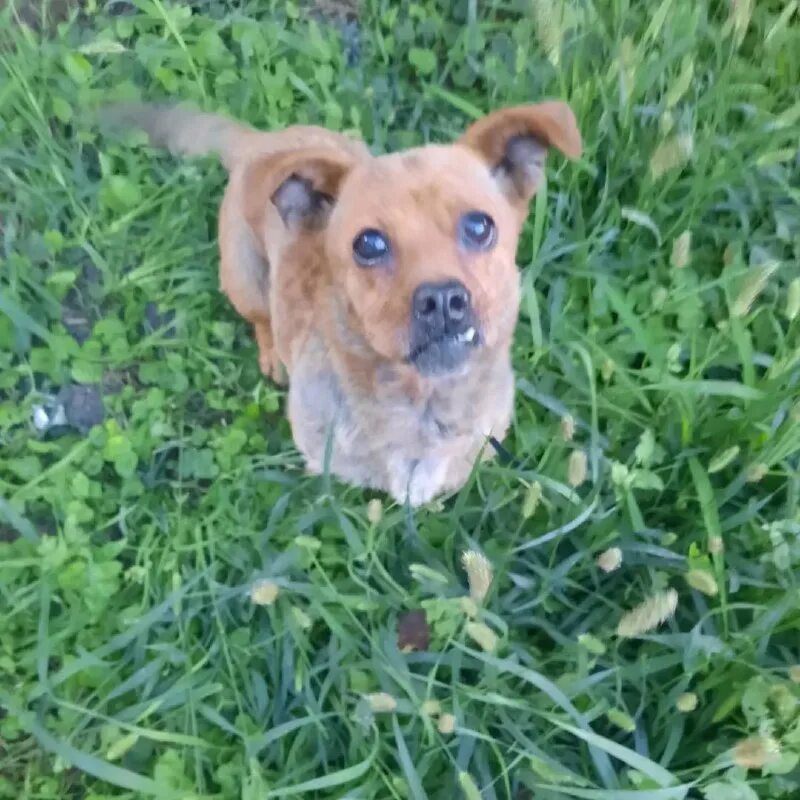 мини приют гелиос