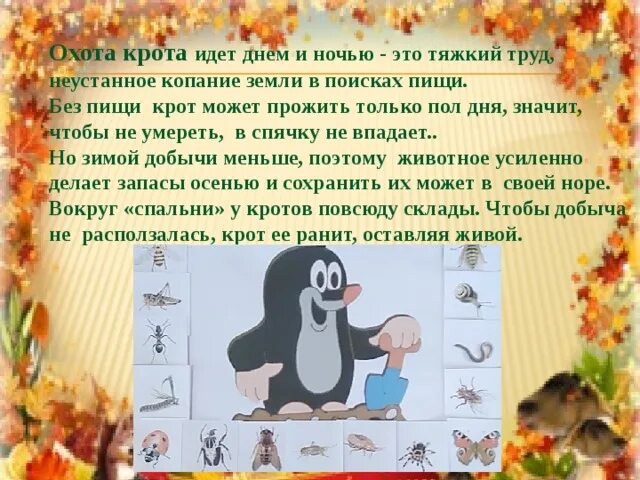 Крот и еж впадают в спячку. Крот впадает в спячку зимой. как крот готовится к зиме. почему крот впадает в спячку зимой. крот в спячке.