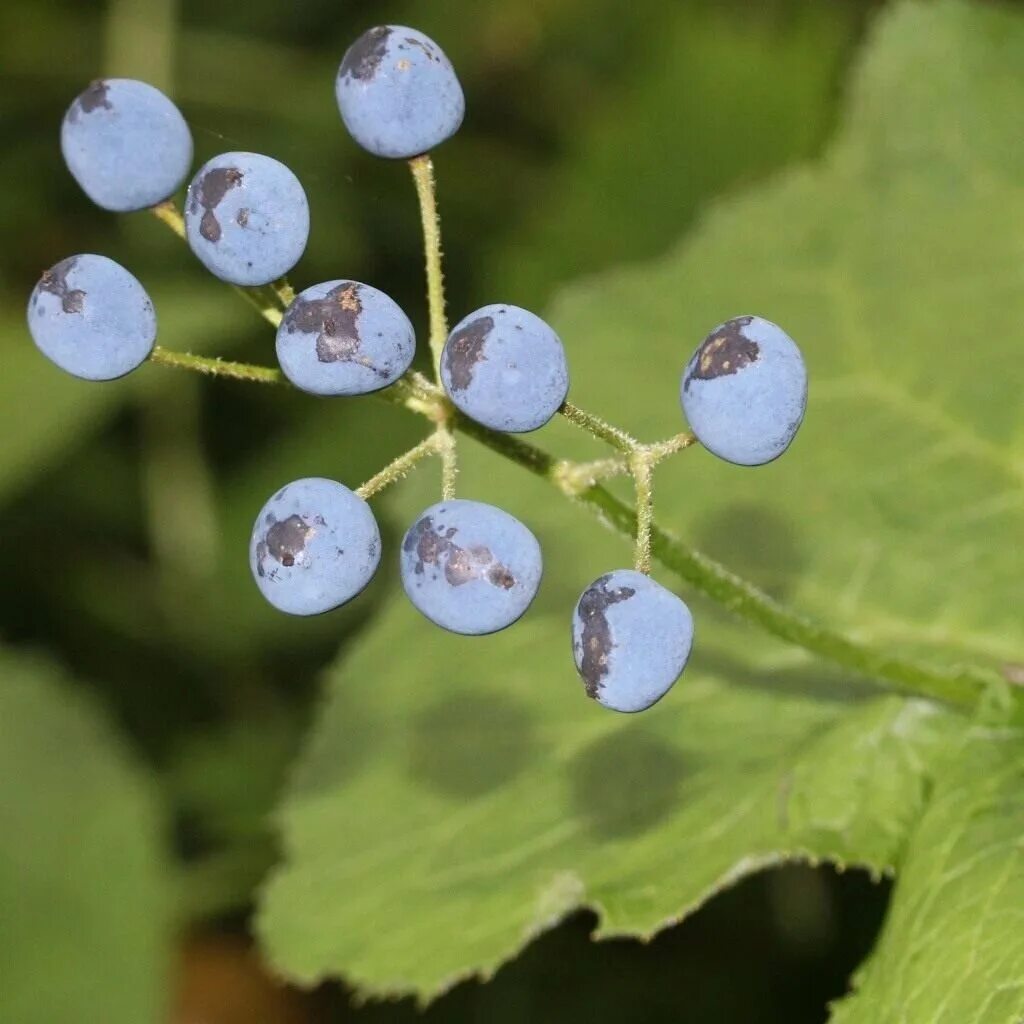 Куст грея. Двулистник грея. двулистник (skeleton flower). двулистник грея плоды. двулистник грея цветок.