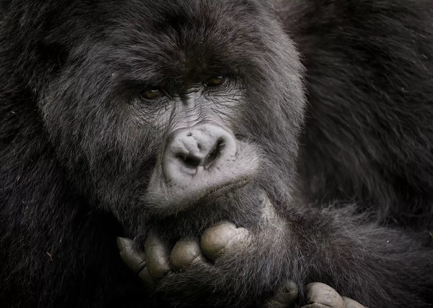 Горилла википедия. Горилла. Горная горилла. Silverback Gorilla. Горные гориллы подвид.