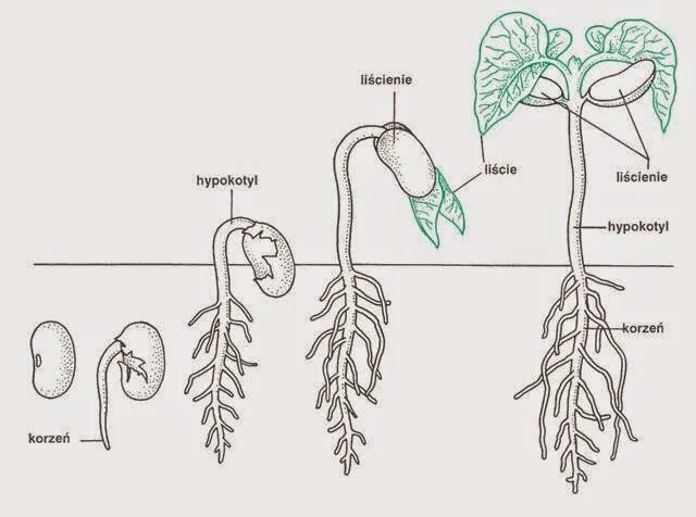 Корневая система фасоли. Эпикотиль и гипокотиль. Строение корня фасоли. Эпикотиль и гипокотиль в семени. Фасоль рисунок.