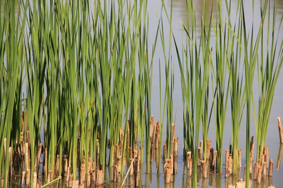 Камыш водоросли. Тростник Южный phragmites Australis. Тростник Южный (phragmítes Austrális). Тростник обыкновенный (Очерет). Тростник обыкновенный phragmites Australis.