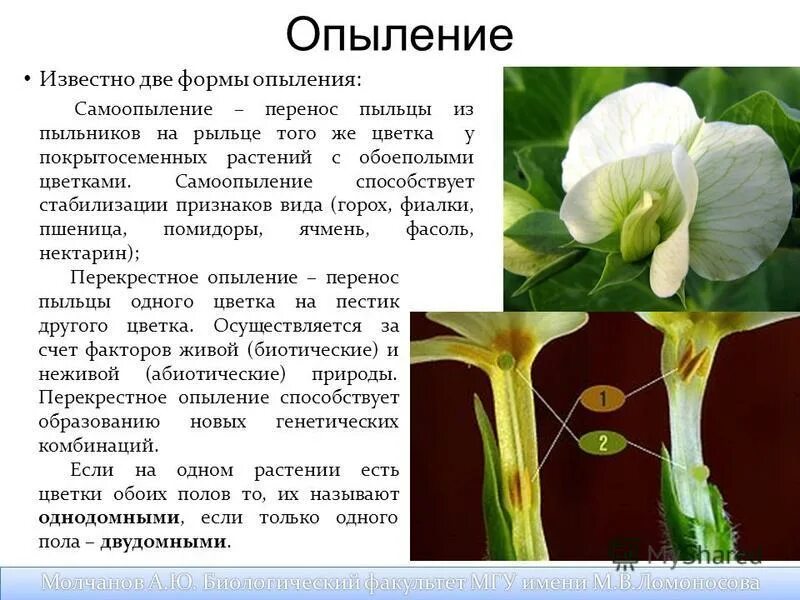 Биологическое значение самоопыления у растений