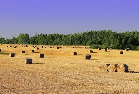 Урожайность в беларуси