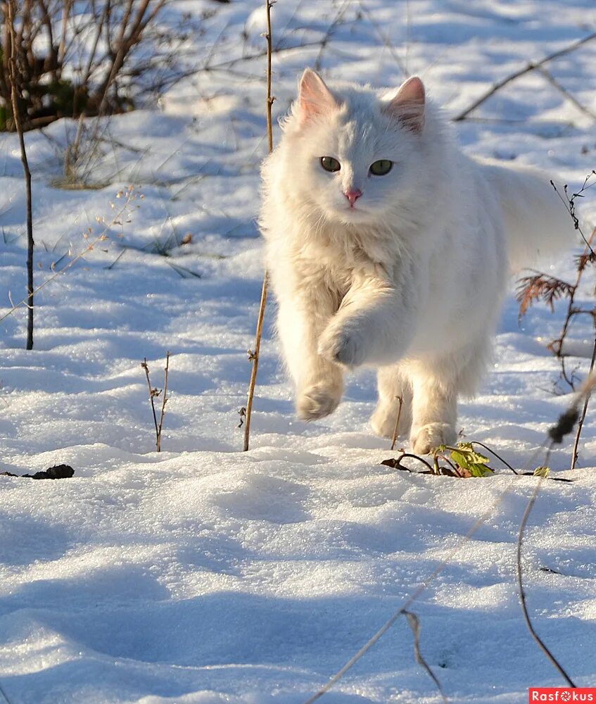 Кошка белая. Белый кот убежал в лес. Снежный кот. Кот охотится. Белый кот играется.