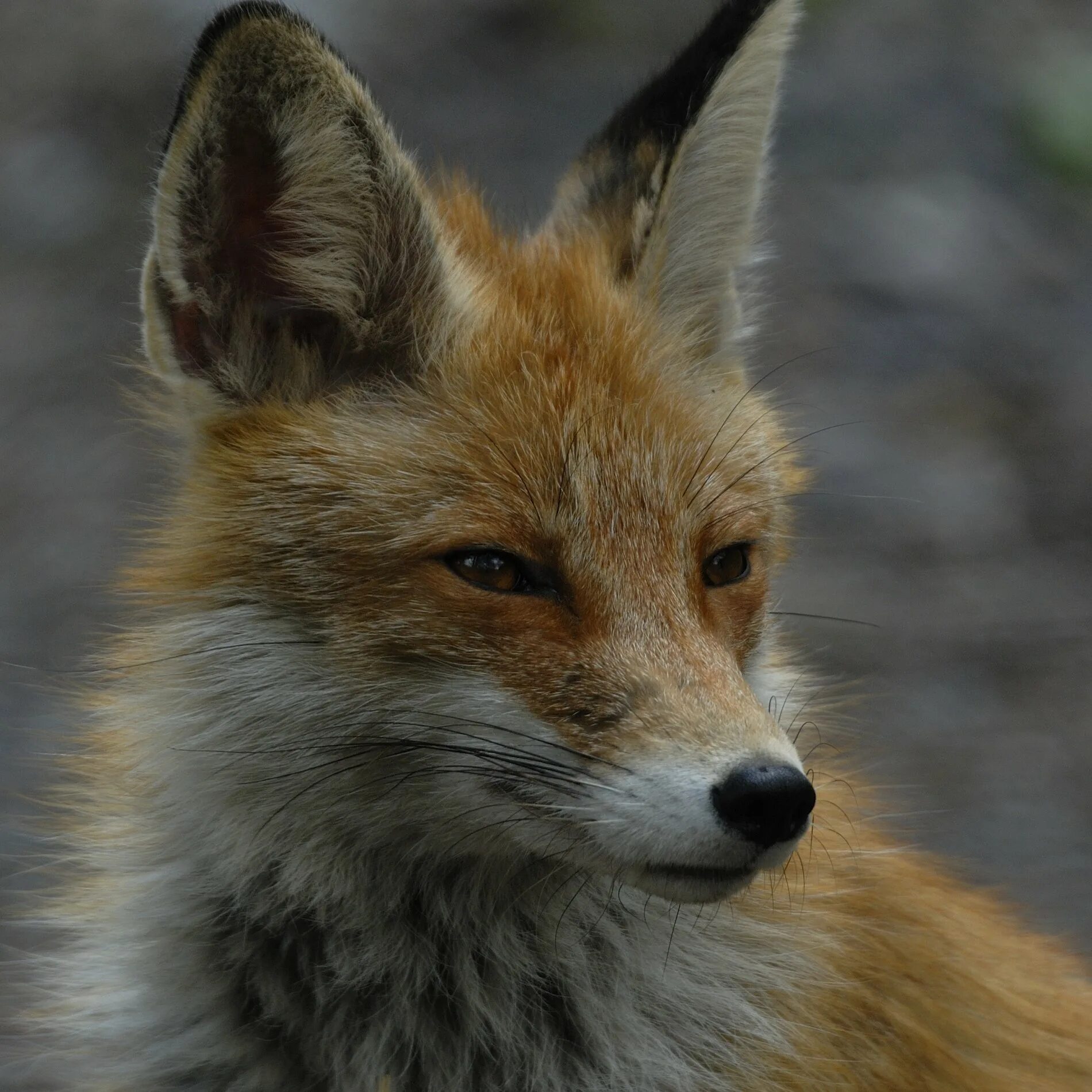 Кропоткин животные. Canis Vulpes. Vulpes Vulpes Caucasica. Vulpes corsac turcmenicus. Какие животные обитают в Адыгее.