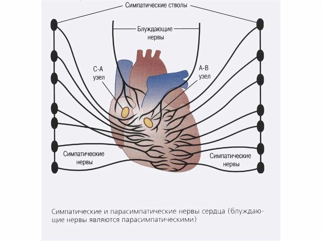Регуляция блуждающего нерва. Симпатическая нервная система блуждающий нерв. Блуждающий нерв и сердце. Влияния блуждающего нерва схема. Симпатический ствол и блуждающий нерв.