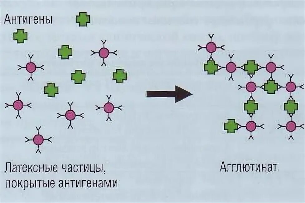 Латекс агглютинация