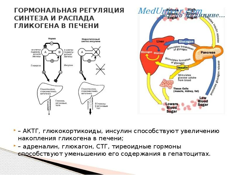 Синтез гликогена в печени стимулирует гормон. Гормональная регуляция гликогена. Гормональная регуляция синтеза и распада гликогена. Гормоны стимулирующие распад гликогена. Синтез гликогена стимулирует гормон