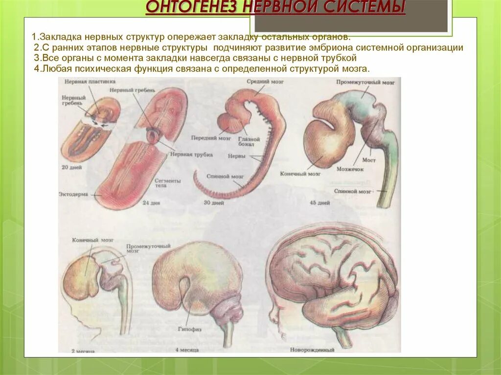 Этапы развития нервной системы у человеческого эмбриона. Эмбриогенез нервной системы плода. Онтогенез нервной системы человека. Эмбриональные стадии развития нервной системы.