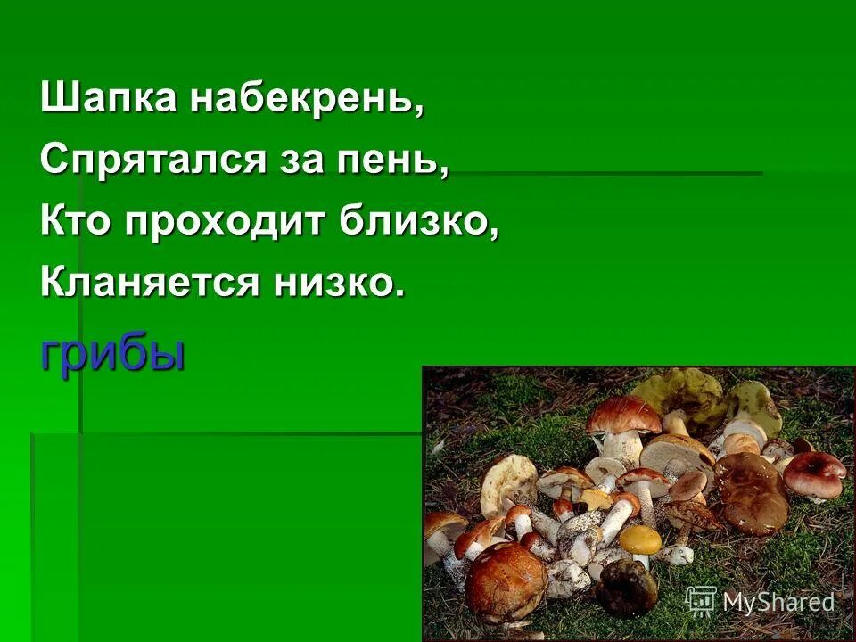 Предложение со словом гриб 2 класс. Грибы составить предложение. Грибы составить предложение. Где березки ниже грибов. Предложение со словом гриб 2 класс.