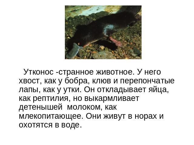 Утконос животное. Утконос животное. Эндемики австралии утконос. Утконос занесен в красную книгу. Утконос обитает.