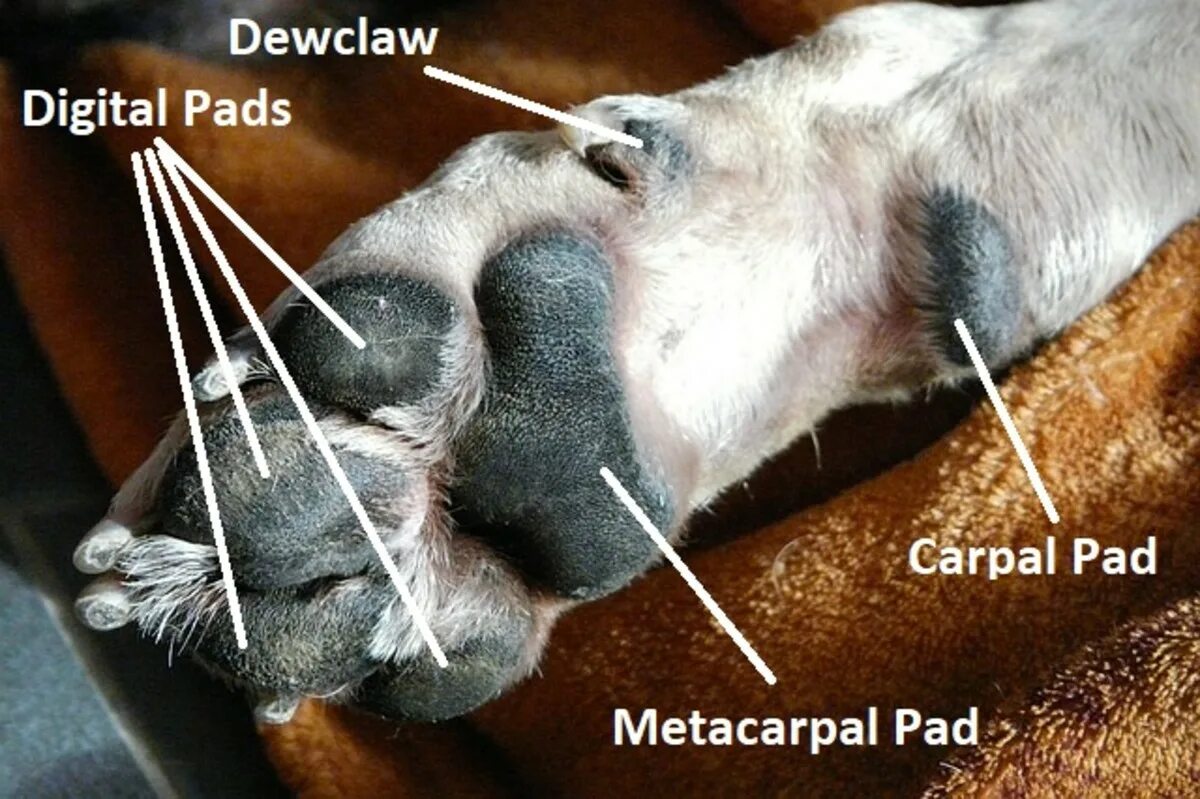 Пальцы у собак на передних лапах. Запястная подушечка у собаки. Подушечка запястья у собак.