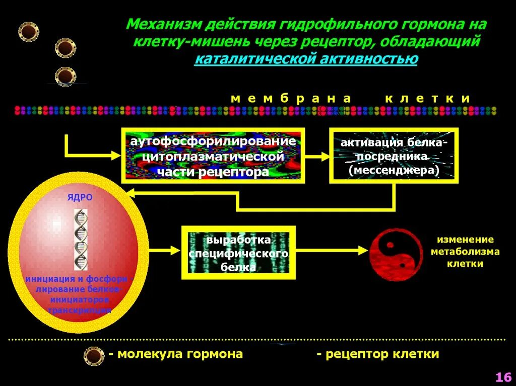 Каталитической активностью обладает. Механизм влияния гормонов на клетки мишени. Механизм действия адреналина на клетки мишени схема. Механизм действия гидрофильных гормонов. Клетки мишени и их рецепторы к гормонам.