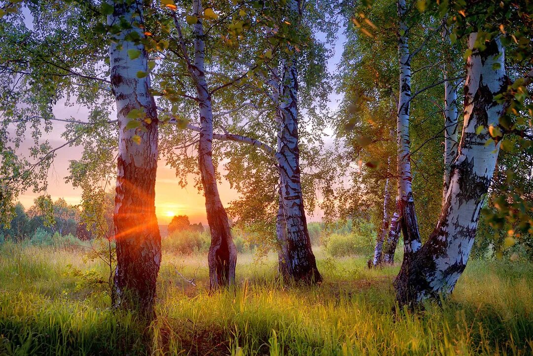 Ранним утром я иду в соседнюю рощу. Красота русской природы. Пейзажи России. Картина природа. Красивая природа России.
