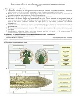Контрольная по биологии 5 класс живые организмы