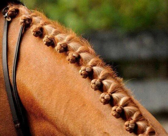 Какие прически можно сделать лошади Pin von Helene Ploewka auf Pferdemähnenzöpfe Pferde frisuren, Pferdemähne und Pf