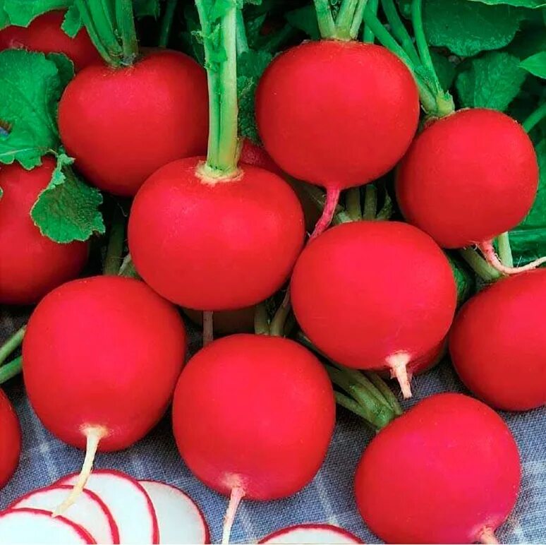 Редис "кармен". Редис кармен. Редис кармен. Редис кармен в 19. Редис кармен.