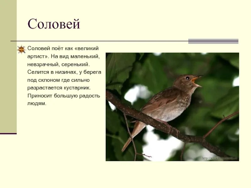 Краткое содержание соловей. Соловей описание. рассказ про соловья. где можно услышать пение соловья. краткое описание соловья.