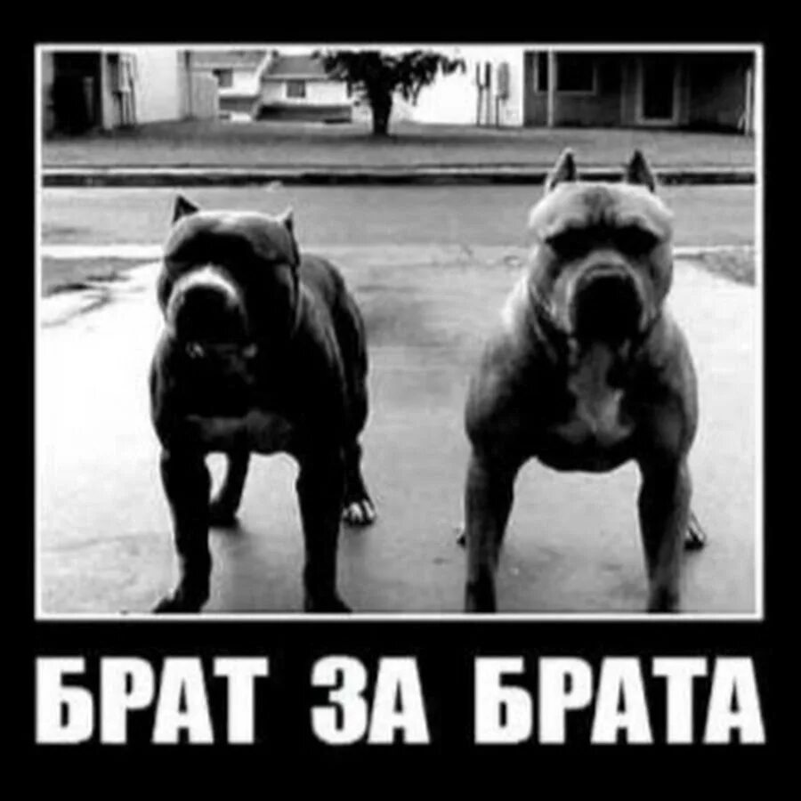 Брата посидим. Брат за брата. знаешь брат. братан давай посидим. пит були брат за брата.