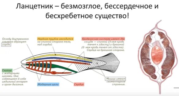 Строение пищеварительной системы ланцетника. Ланцетник жаберные. Функции нервной системы ланцетника. Класс Головохордовые ланцетник. Ланцетник беспозвоночное животное