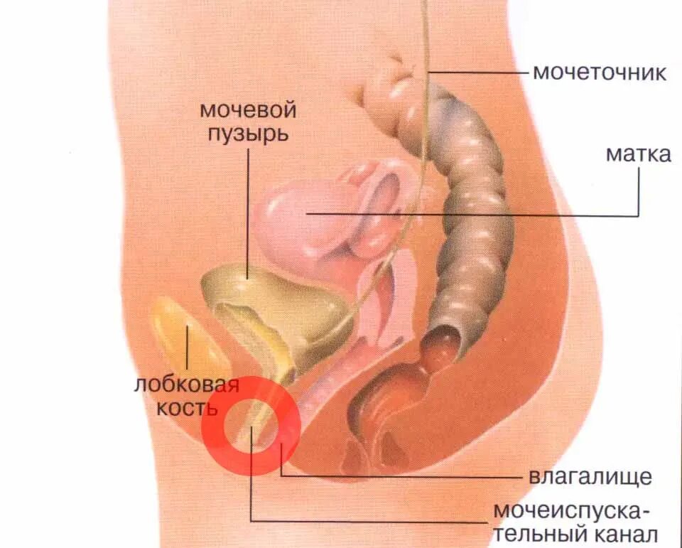 Где находится мочевой канал