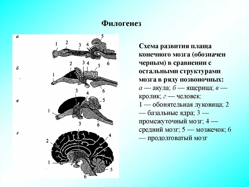 1 филогенез. Филогенез головного мозга. Филогенез головного мозга позвоночных. Развитие коры головного мозга в филогенезе. Филогенез конечного мозга.