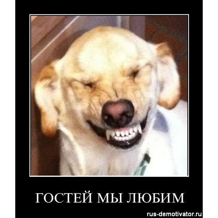 Смешное про гостей. Гости смешно. гости смешные картинки. шутки про гостей. нежданные гости картинки смешные.