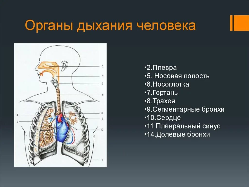 Какой орган является. Перечислите по порядку органы дыхания. Органы относящиеся к дыхательной системе. Структурные элементы дыхательной системы. Последовательность дыхательной системы человека.