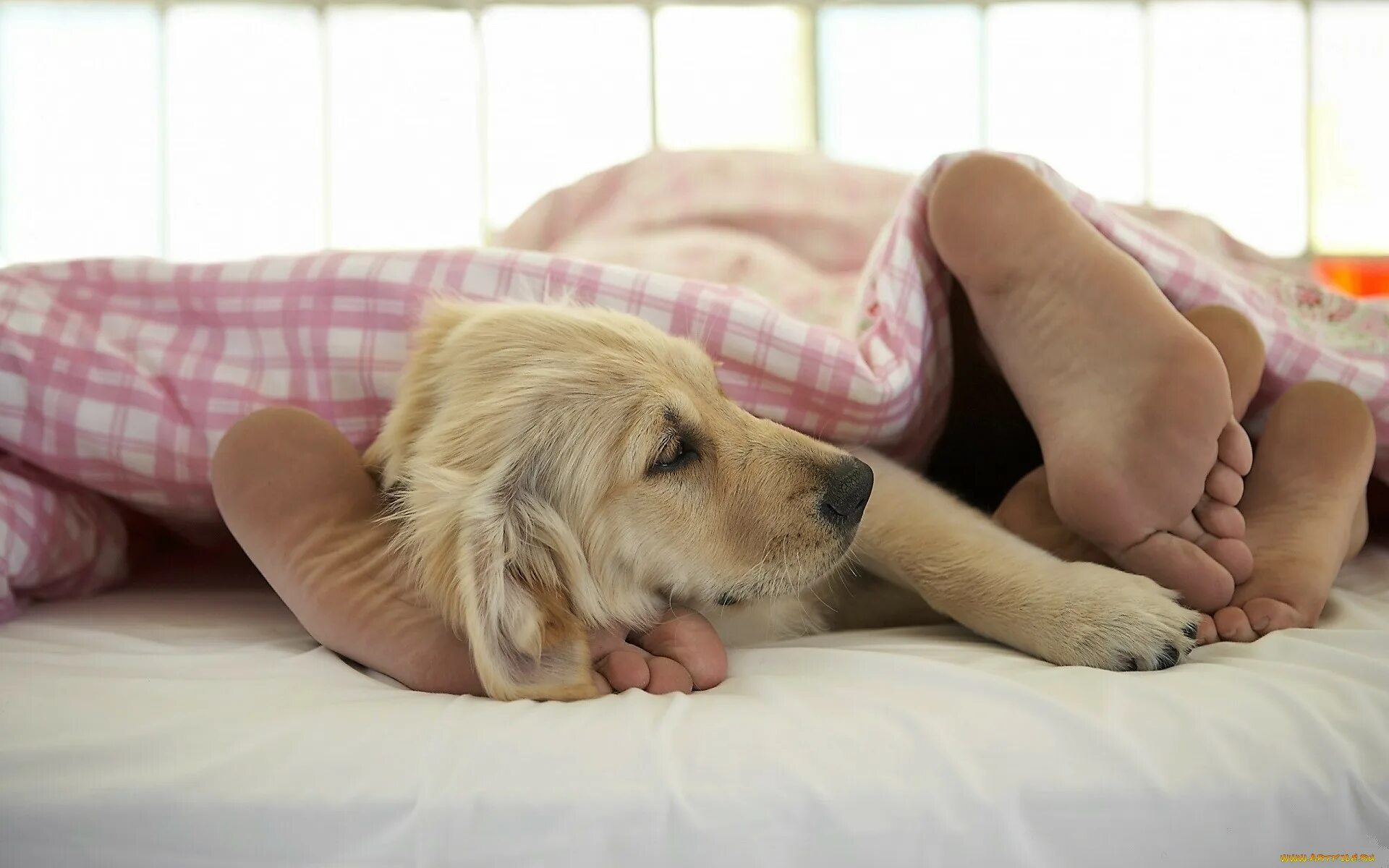 Animal bed. Собака в постели. Animal bed. Человек с собакой в постели. Кровать для собаки.