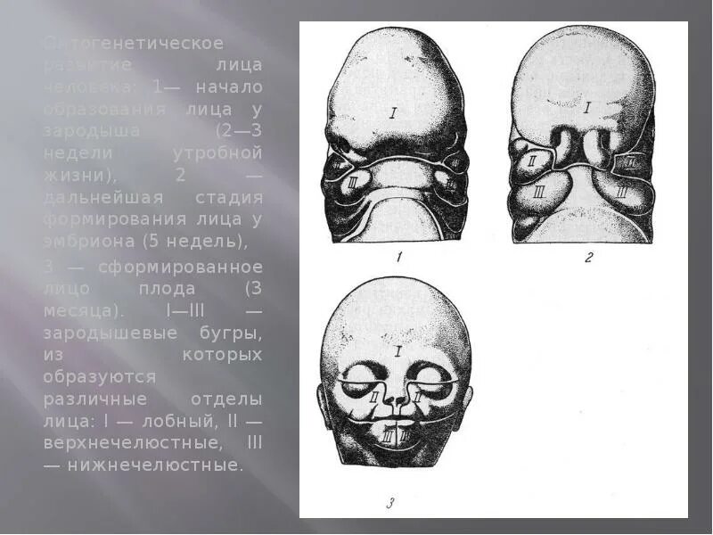 Этапы развития лица. Этапы развития лица