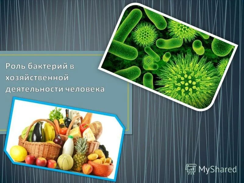 бактерии в хозяйственной жизни человека. роль микроорганизмов в промышленности. как бактерий используют в хозяйственной деятельности человека. роль бактерий в хозяйственной деятельности и жизни человека. бактерии в хозяйственной деятельности человека.