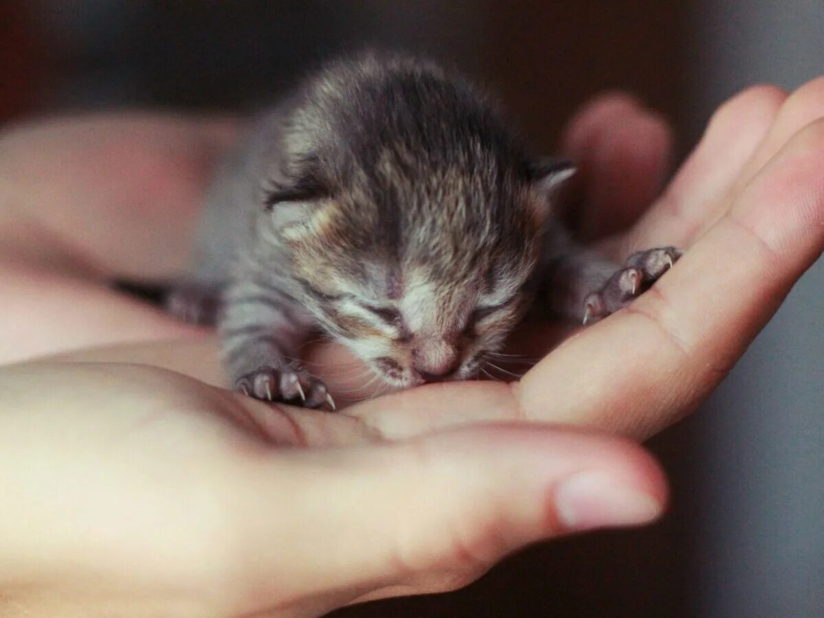 Маленьких слепых котят. Маленькие котики. маленькие котенки. крошечный котенок. маленькие миленькие котята.