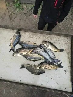 Крх белая дача русфишинг форум рыбалка
