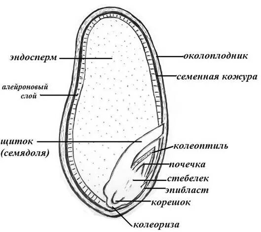 Рассмотрите рисунок семени какая структура обозначена. Строение семени зерновки. Строение семени зерновки пшеницы. Строение семян однодольных растений Зерновка пшеницы. Строение зародыша семени пшеницы.