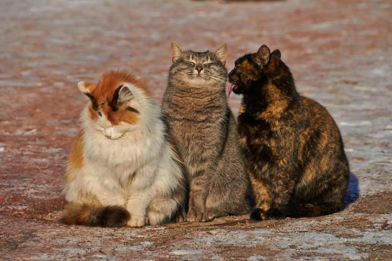 Третий лишний в дружбе. Забавные кошки. Три животных. Три котика. Коты друзья.